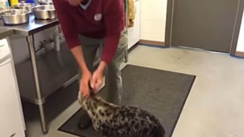 お腹空いた 早くご飯ちょうだいな 朝ご飯が待ちきれないハイエナの赤ちゃん カラパイア