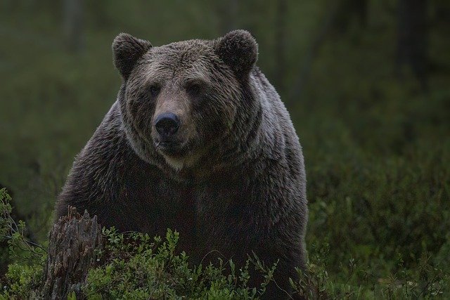 クマにロックオンされたスキーヤー