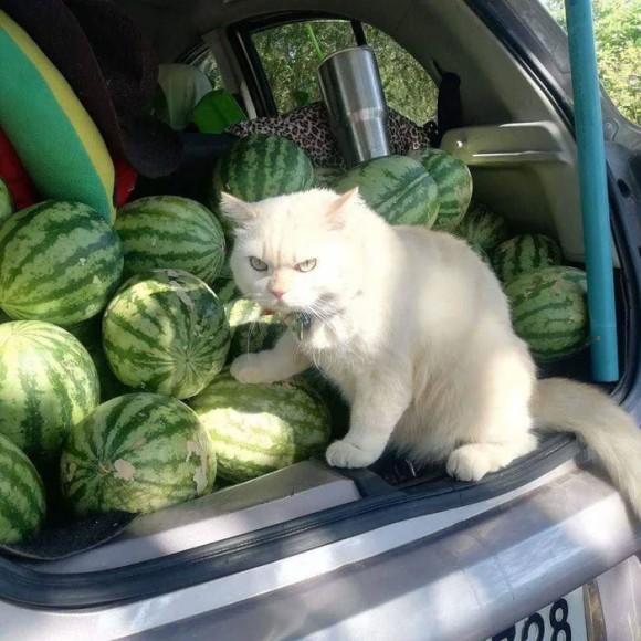 スイカ警備員猫