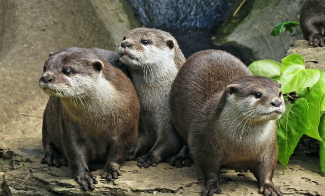 カワウソは賢い。仲間と協力して問題を解決することもできる