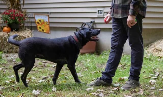 アフガニスタンで深いトラウマを負った元海兵隊を救った介助犬 カラパイア アフガニスタンで深いトラウマを負った元海兵隊を救った介助犬 カラパイア