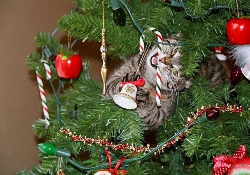 XX-animals-destroying-Christmas-16__605_e