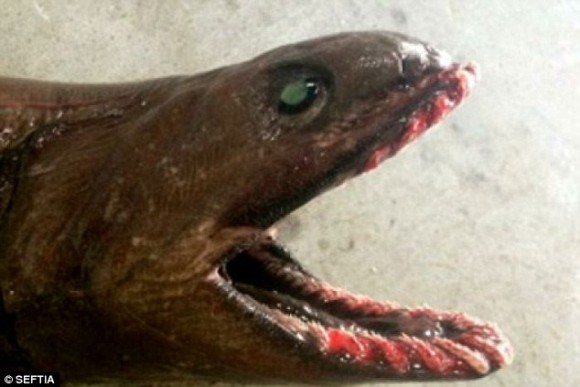 知ってるやつとだいぶ違うけど 深海の古代サメ ラブカ が生け捕りされる カラパイア
