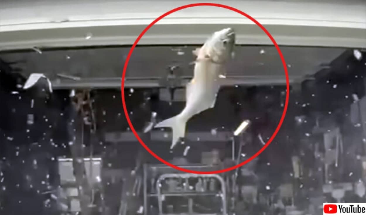 空から魚が降ってきてフロントガラスが割れる