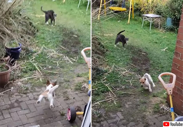 隣の家の猫を追い出そうとしたところ、尻尾を撒いて逃げてきたのは犬だった件