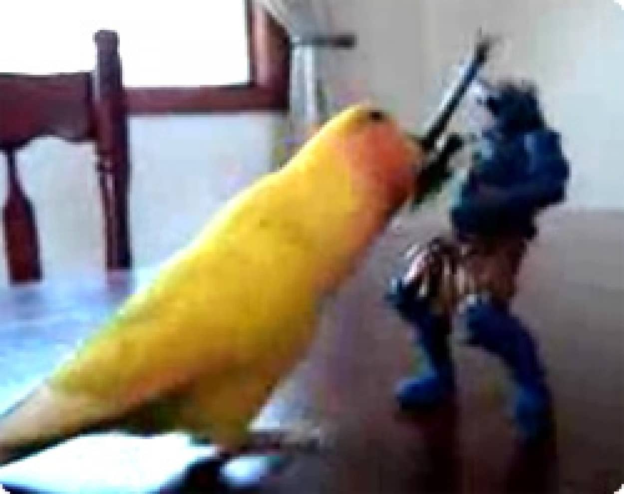 歯向かう敵は全て倒す 史上最強のインコ現る カラパイア