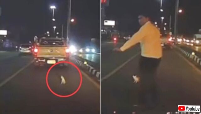 危機一髪！道路に迷い込んだ子猫、勇敢な運転手さんに救われる