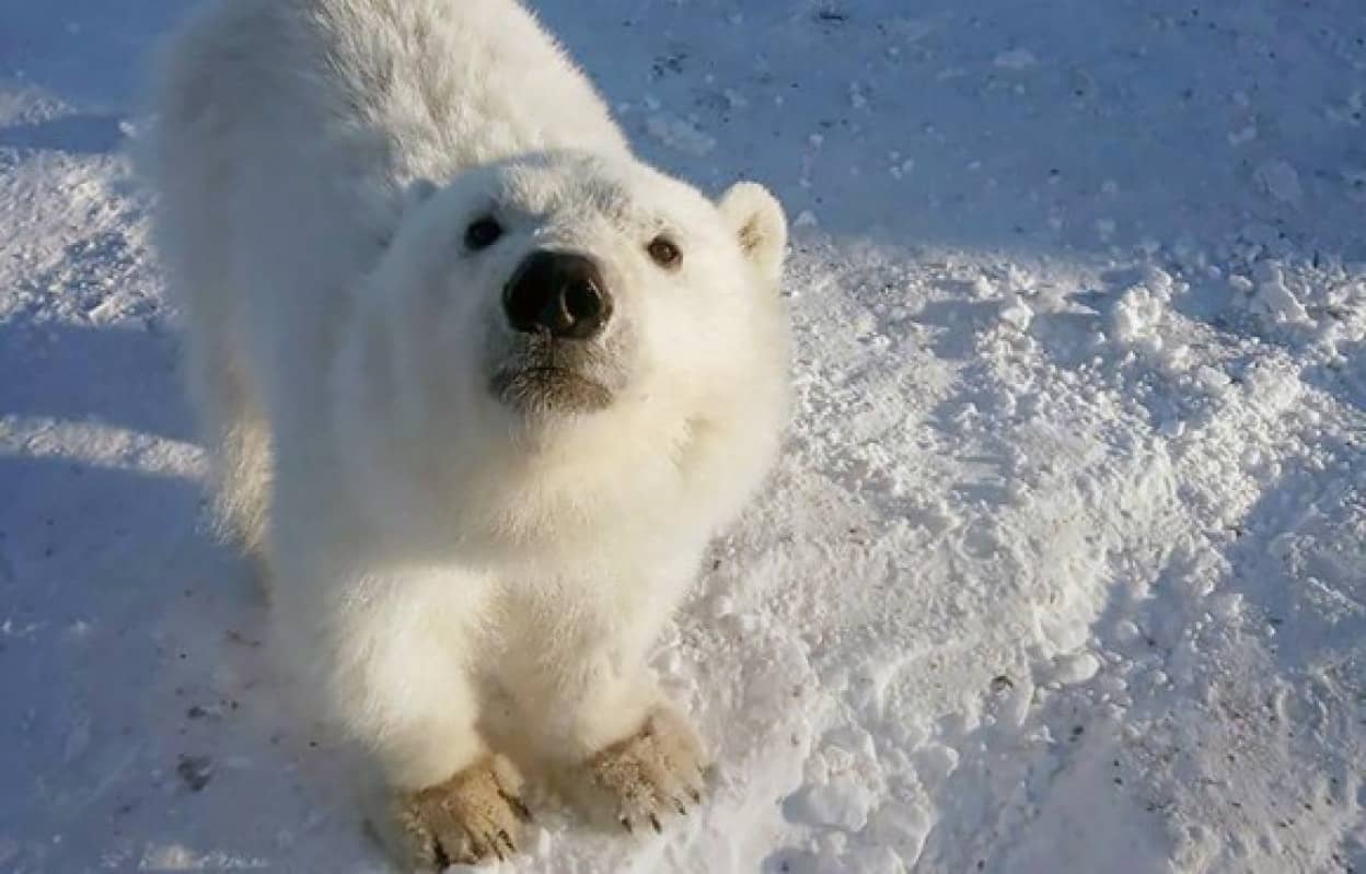 母親を亡くしたホッキョクグマの子、炭鉱作業員に救助され、子犬のようになつく（ロシア）