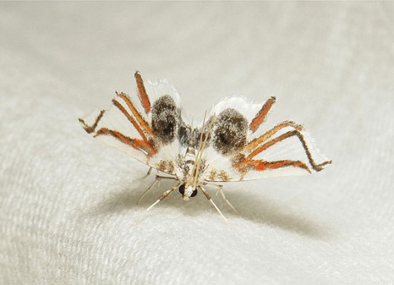 蜘蛛ですから 羽の模様がクモそっくりな新種の蛾 カラパイア 蜘蛛ですから 羽の模様がクモそっくりな新種の蛾 カラパイア
