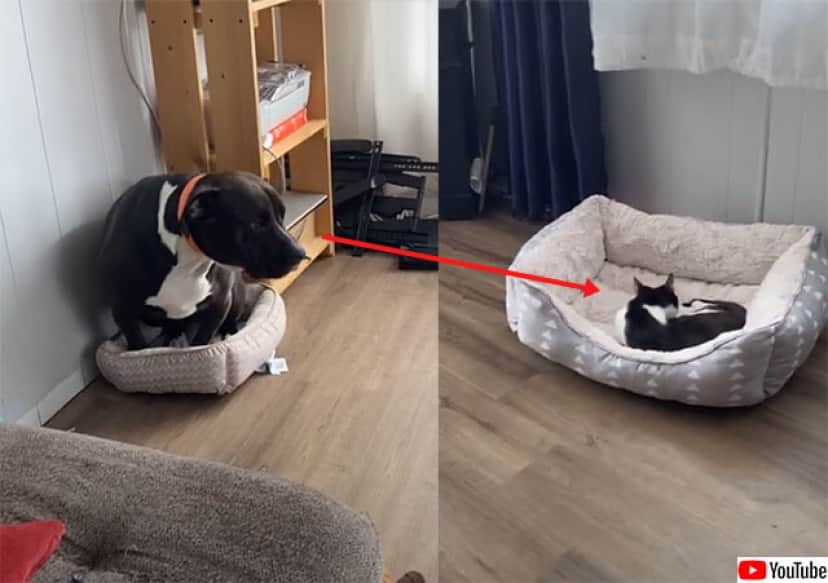 大型犬が申し訳なさそうに小さなベッドに入ろうとする その理由はアルアルすぎた 猫 カラパイア