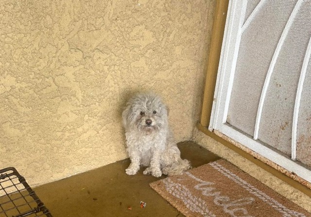 トントン、助けてください！洪水で家を失った犬が近所で助けを求める