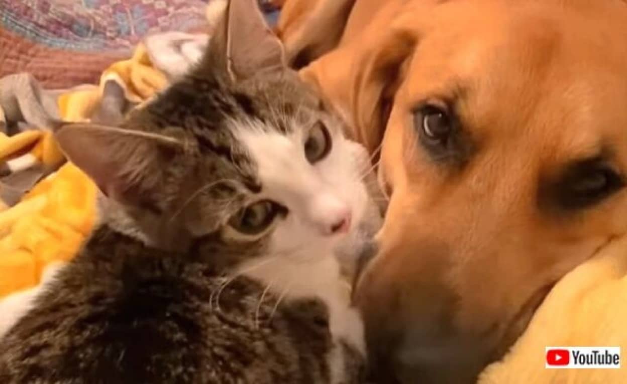 犬と子猫の はじめまして 仲良くしてね そして本当に親友になった2匹のいちゃこらっぷりに癒されよう カラパイア 犬と子猫の はじめまして 仲良くしてね そして本当に親友になった2匹のいちゃこらっぷりに癒されよう カラパイア