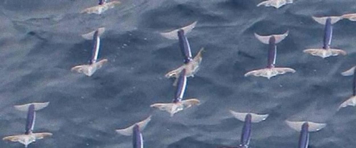 イカしてるぜ 空飛ぶイカ集団の撮影に成功 そのメカニズムを解明 北大研究 カラパイア イカしてるぜ 空飛ぶイカ集団の撮影に成功 そのメカニズムを解明 北大研究 カラパイア