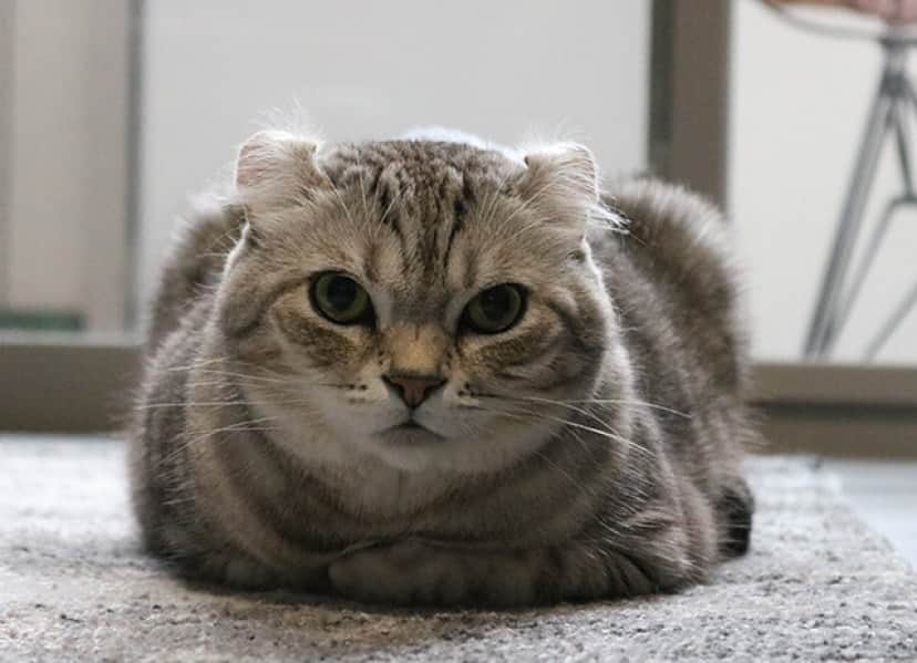 猫も飼い主の気持ちに共感する 飼い主が不安を抱えていると猫も不安になる カラパイア
