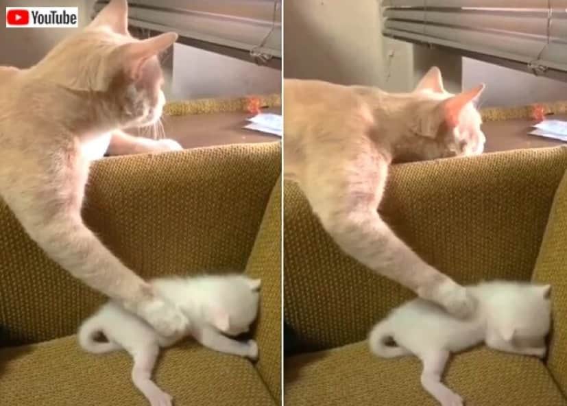 いい子いい子 のトントントン 窓の外に気を取られつつも 母猫が子猫をやさしくあやしている風景 カラパイア