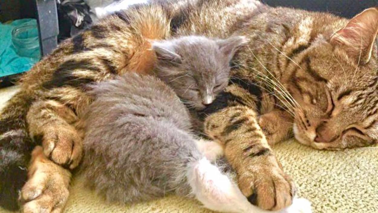 突然弟がやってきた かいがいしく子猫の面倒を見るお兄ちゃん猫 カラパイア