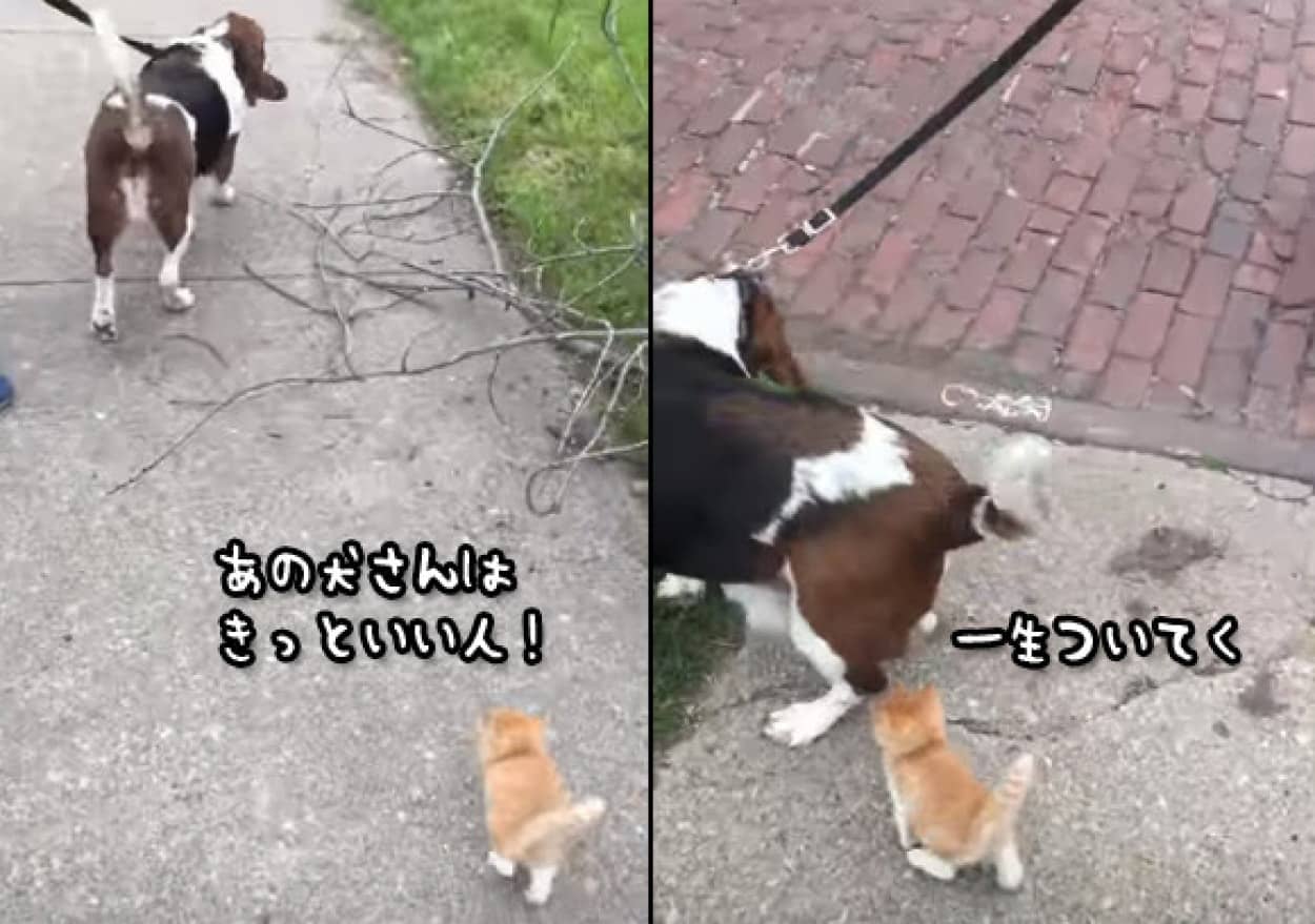 犬を散歩させていたら野良の子猫が完全ストーカーモード カラパイア 犬を散歩させていたら野良の子猫が完全ストーカーモード カラパイア
