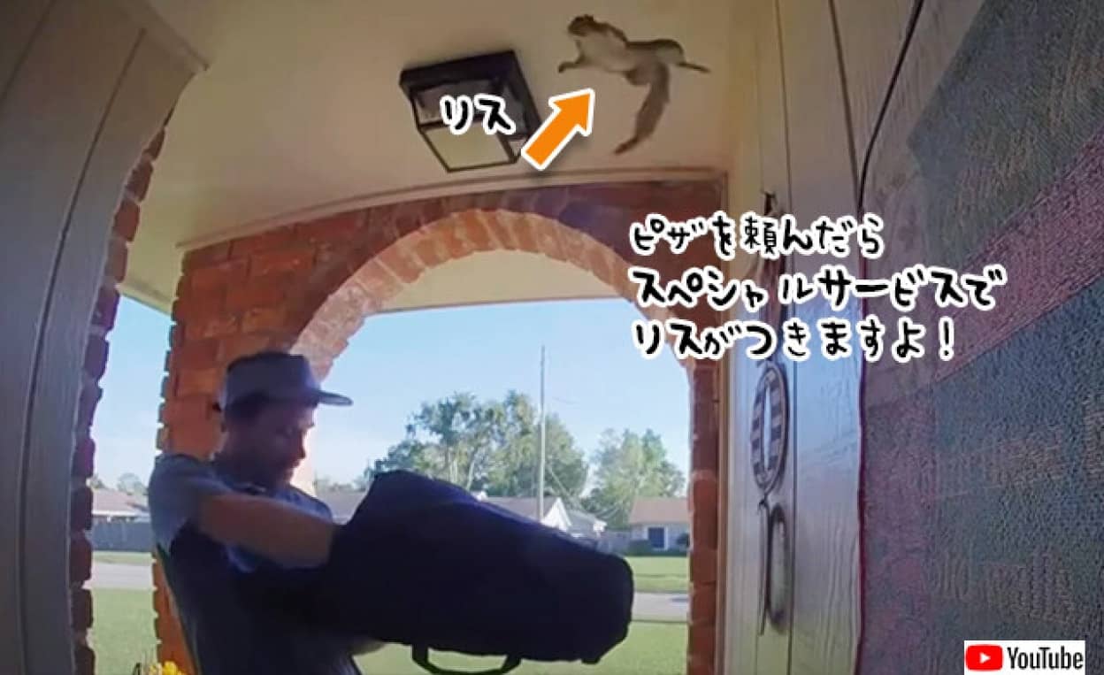 ピザの配達を頼んだら、先にリスが飛び込んできてびっくり!