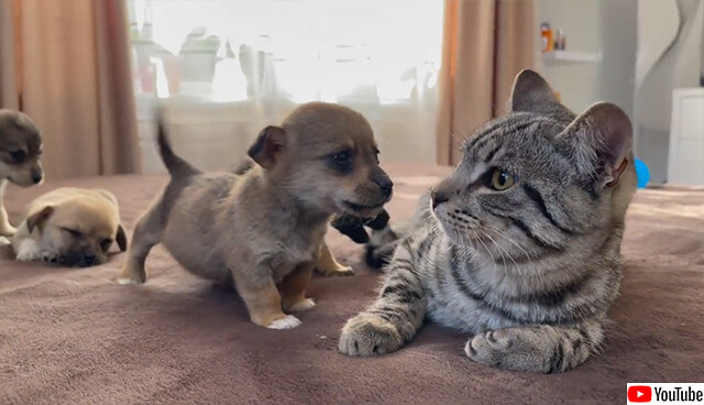 猫、はじめて対面する小犬にタジタジタジータ