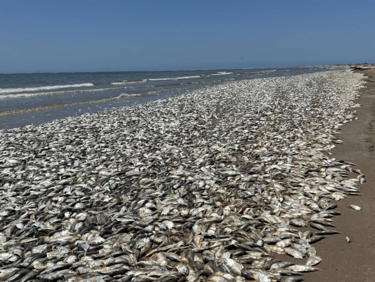 テキサス州の海岸で魚が超大量死