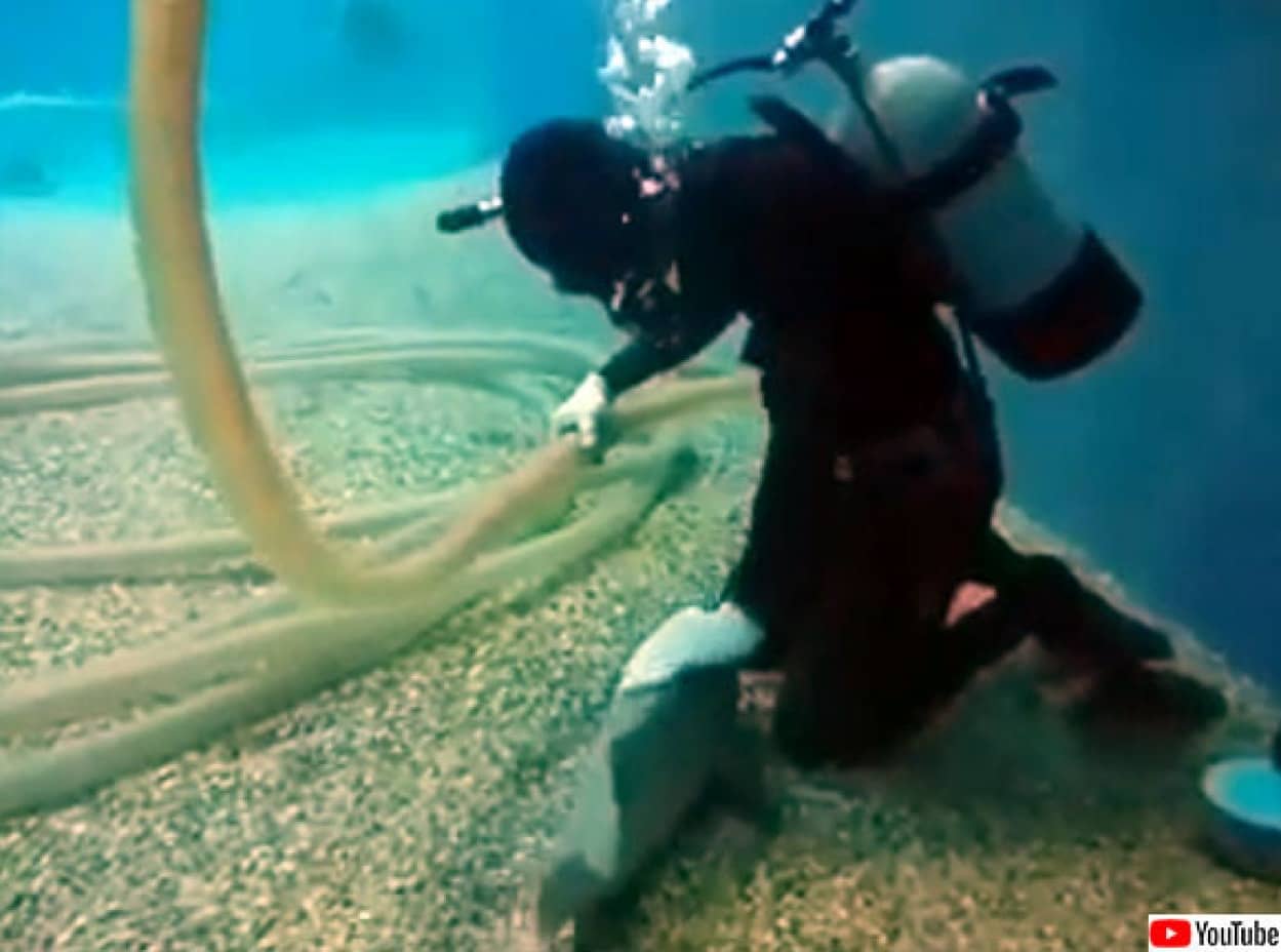 魚だってなでられたい 水槽清掃員にピタっと寄り添いなでてもらうのを待っている猫みたいな魚 カラパイア 魚だってなでられたい 水槽清掃員にピタっと寄り添いなでてもらうのを待っている猫みたいな魚 カラパイア