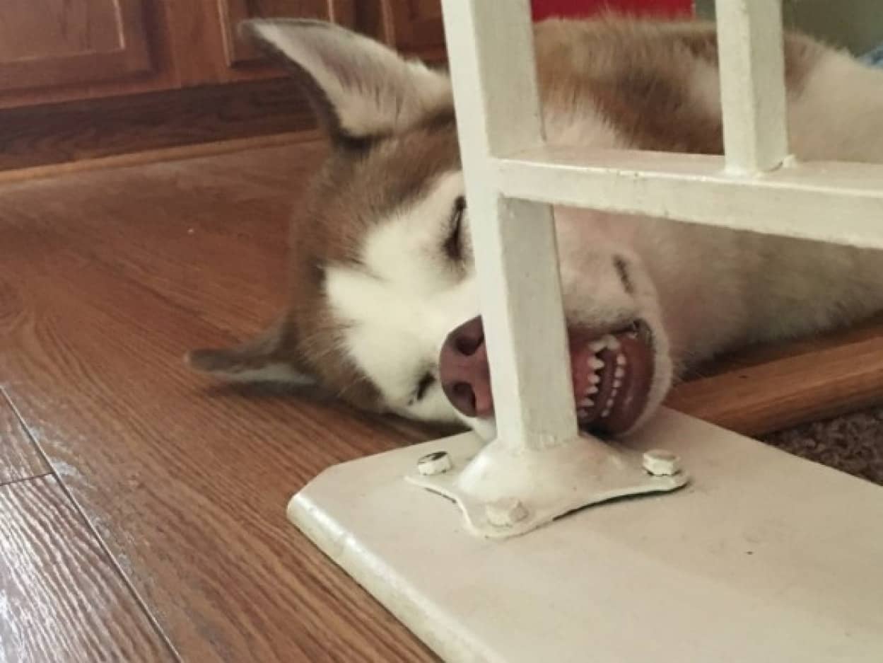 魂抜かれてるから 相変わらず凄いことになっている犬の寝落ち画像パート2 カラパイア 魂抜かれてるから 相変わらず凄いことになっている犬の寝落ち画像パート2 カラパイア
