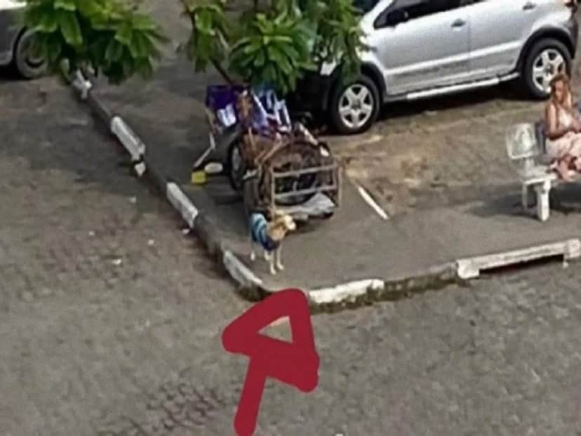 dog waiting_e