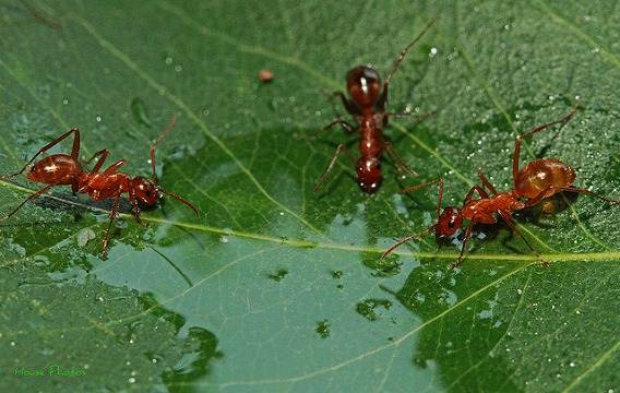 insect drinking drink 18