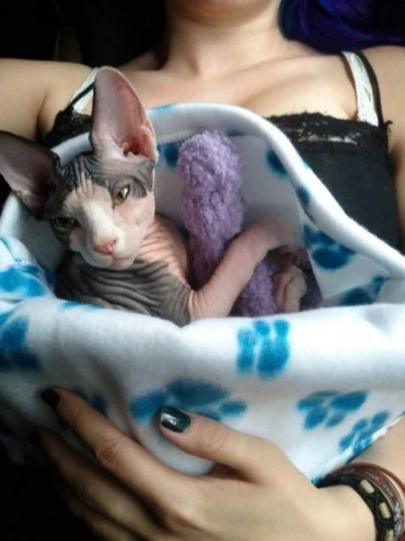 モフモフなしでも猫はかわいいのだ スフィンクス キャットの魅力を堪能しようの会 カラパイア モフモフなしでも猫はかわいいのだ スフィンクス キャットの魅力を堪能しようの会 カラパイア