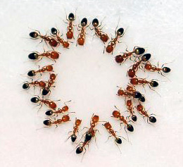 ants-philippines