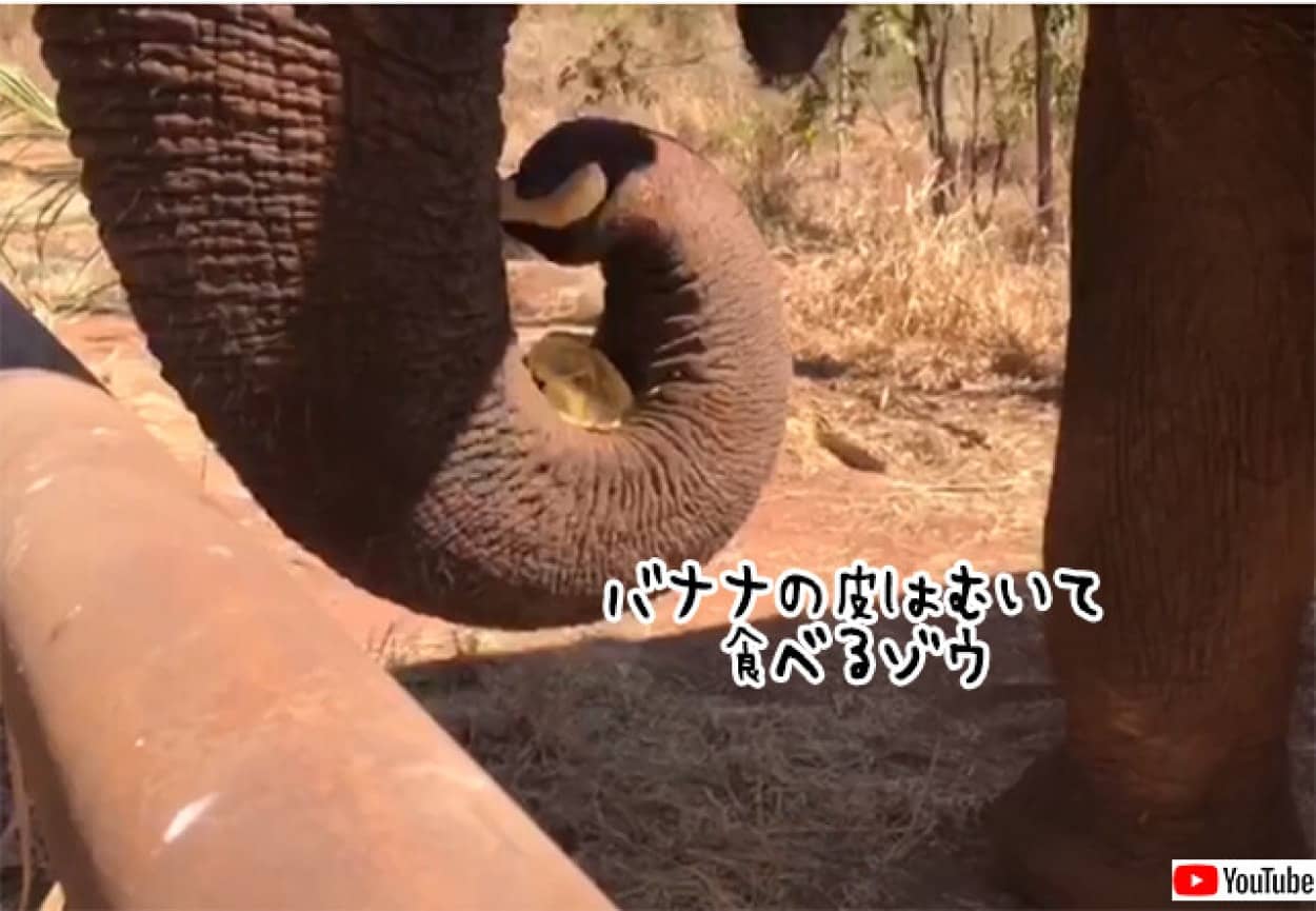 バナナの皮を鼻でむいて食べる象"
