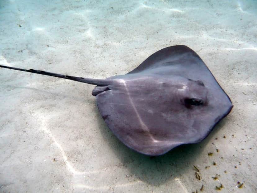 stingray-2327987_pixabay_e