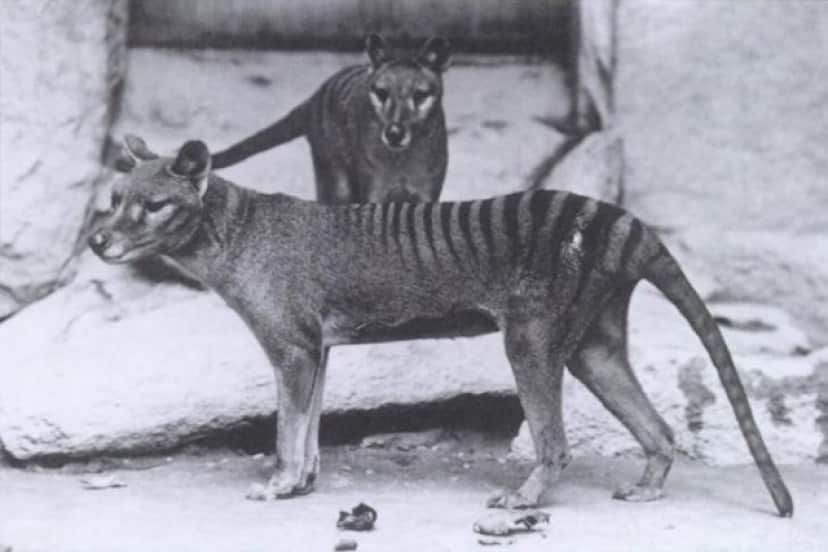 Thylacinus_e