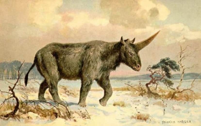 伝説の一角獣 額に1本の巨大な角を持つシベリアユニコーン エラスモテリウム の謎に迫る カラパイア