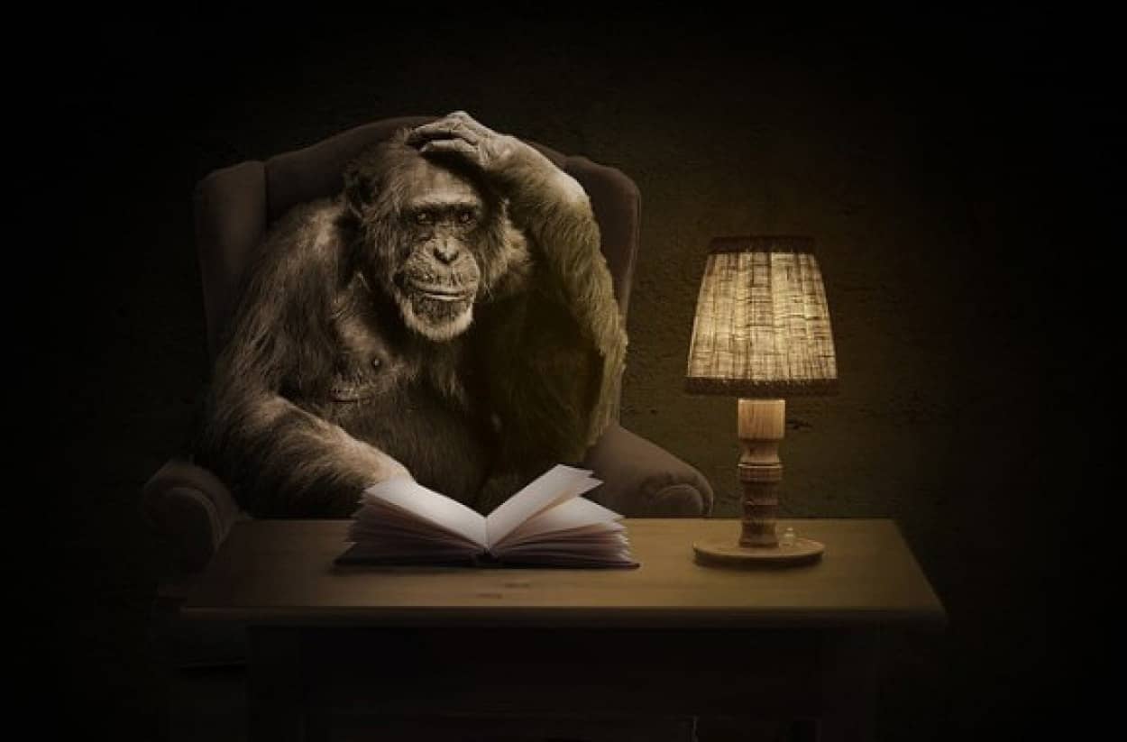 monkey-1757972_640_e