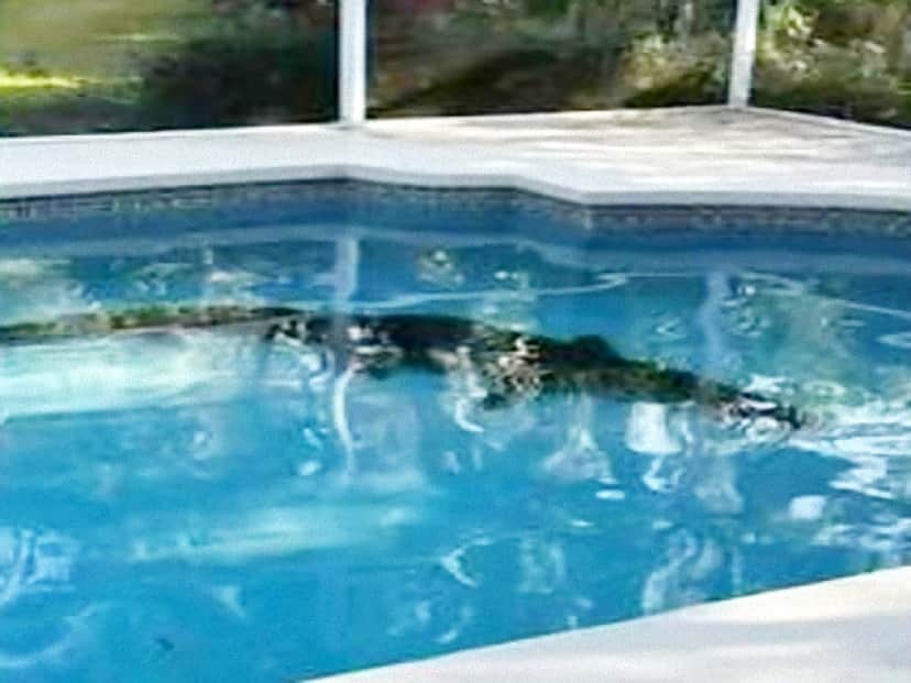 pool_e(1)