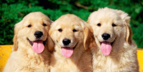 犬は仲間の動きを観察し同じような行動をとることが判明 人間と感情を共有させていることが明らかに イタリア研究 カラパイア 犬は仲間の動きを観察し同じような行動をとることが判明 人間と感情を共有させていることが明らかに イタリア研究 カラパイア