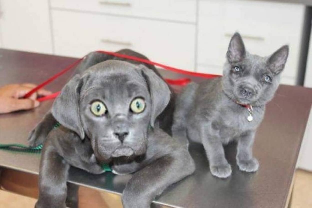 違和感あったりなかったり 犬と猫の顔だけを入れ替えてみた7枚のコラ画像 カラパイア 違和感あったりなかったり 犬と猫の顔だけを入れ替えてみた7枚のコラ画像 カラパイア