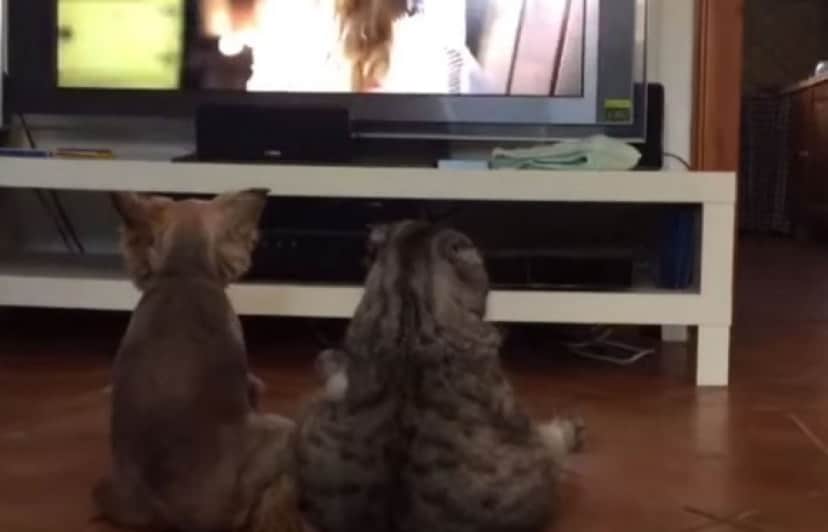 ヒト化が進む 犬と猫が仲良くならんで座りながらのテレビ鑑賞 カラパイア ヒト化が進む 犬と猫が仲良くならんで座りながらのテレビ鑑賞 カラパイア