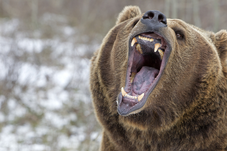 巨大クマと戦うため、戦闘用グリスリースーツを作った男