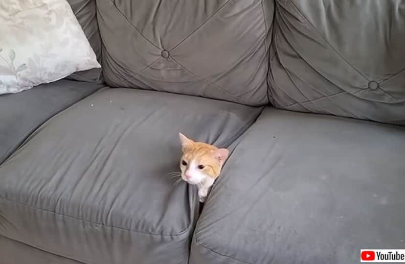私を召喚したのは貴様か っていう感じでソファの隙間から登場した猫 カラパイア