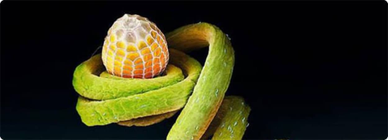 昆虫