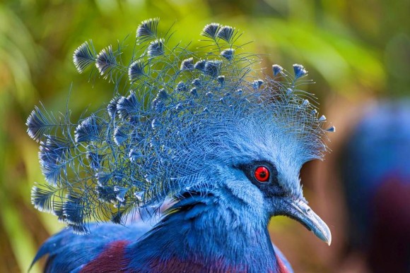 かわいいしカッコイイ すんごい冠羽を持つ10の鳥たち カラパイア