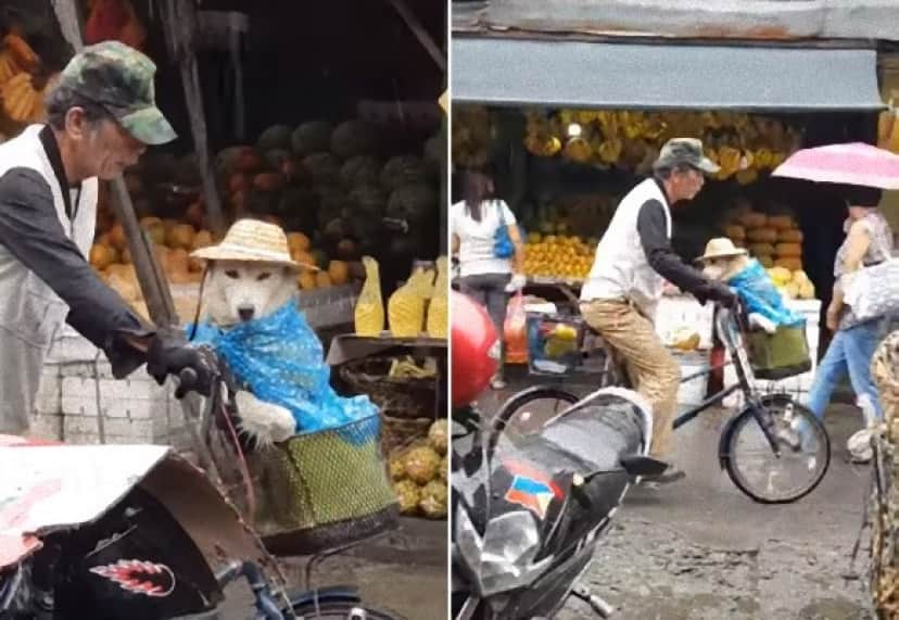 雨に濡れたら冷たかろう 誰よりも犬を愛するおじいさん カッパを着せて帽子をかぶせて自転車でgo フィリピン カラパイア
