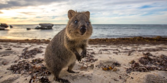 世界一幸せそうな動物 クアッカワラビーに元気をもらおう カラパイア