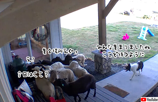 ボーダーコリーは集めたい！飼い主の留守中、玄関前に羊の群れを招集