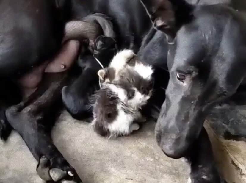 momma4_e