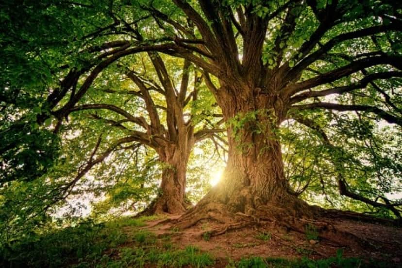 tree-3822149_640_e