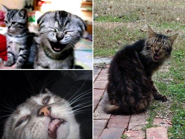 sneeze7_e