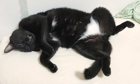 黒猫にあるちょこんと白い柄 あれかわいい かわいいからはらまきパンツにしちゃったとかいう カラパイア